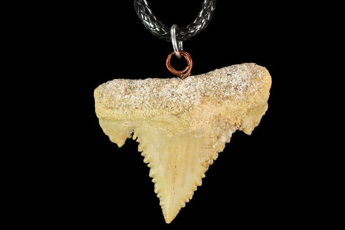 Fossil Shark (Palaeocarcharodon) Tooth Necklace -Morocco #110255